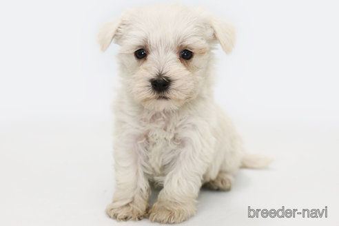 成約済の神奈川県のミックス犬-315522